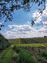 Scenic view of field against sky