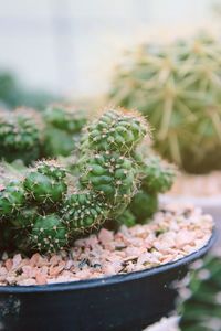 Close-up of cactus growing in pot