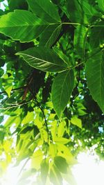 Close-up of fresh green leaves on tree