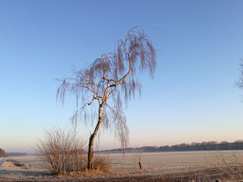 Tree on beach against clear sky