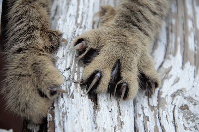 Close-up of squirrel on wood