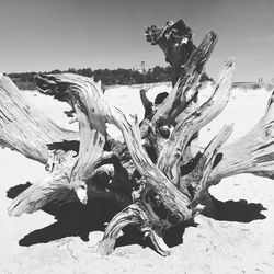 Dead tree on field against sky