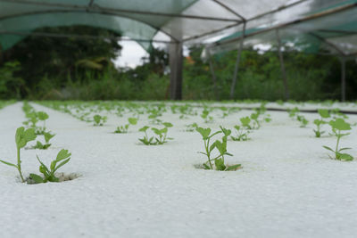 Close-up of plants growing in greenhouse