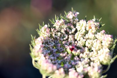 Close-up of purple flowering plant