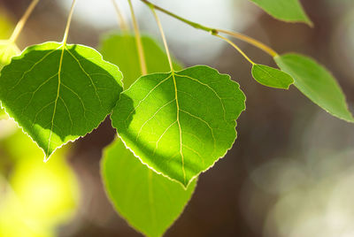 Close-up of green leaves on plant