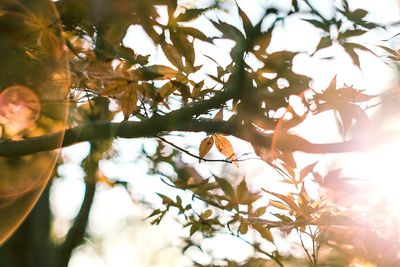 Close-up of tree with autumn leaves against sky