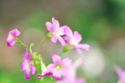 Close-up of pink flowering plant