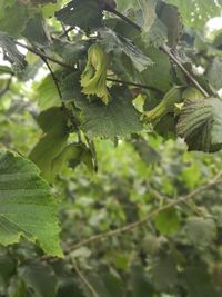 Close-up of fresh green leaves on plant