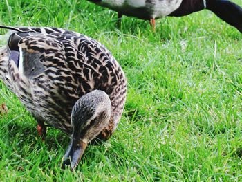 Close-up of a bird on grass