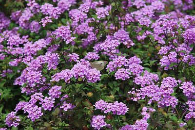 Close-up of purple flowering plants in park