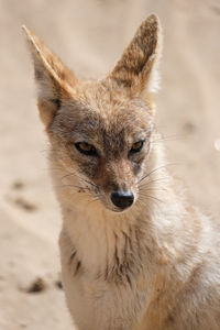 The jackal, namibia