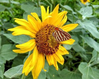 Close-up of honey bee on sunflower