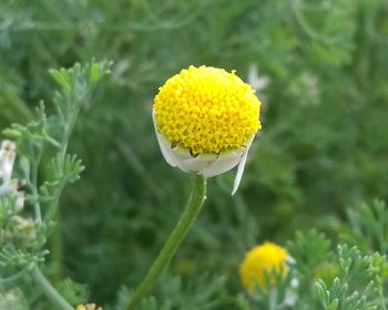 Close-up of yellow flower blooming outdoors