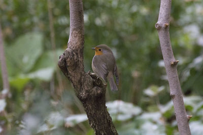 Bird perching on a tree