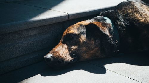 Close-up of dog