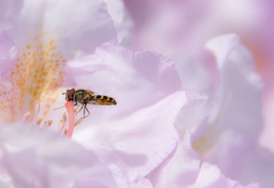 Close-up of bee pollinating on flower