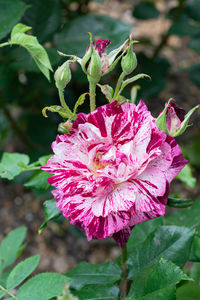 Close-up of pink rose flower