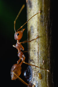 Close-up of insect