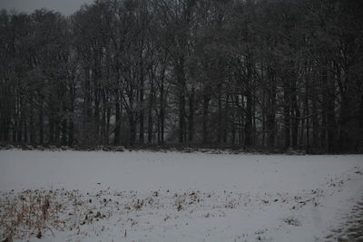 Trees on snow covered landscape