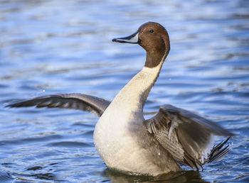 Close-up of duck swimming in lake