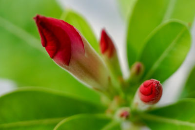 Close-up of red rose flower