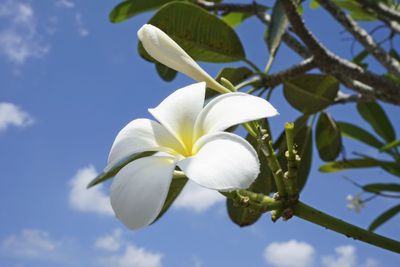 Close-up of white flowering plant against sky