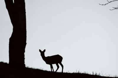 Silhouette deer standing in the mittle of the italian alps while feeding. picture taken against sky 