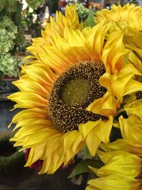 Close-up of sunflower