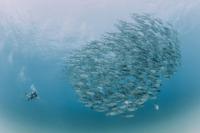 Low angle view woman swimming by fish in sea