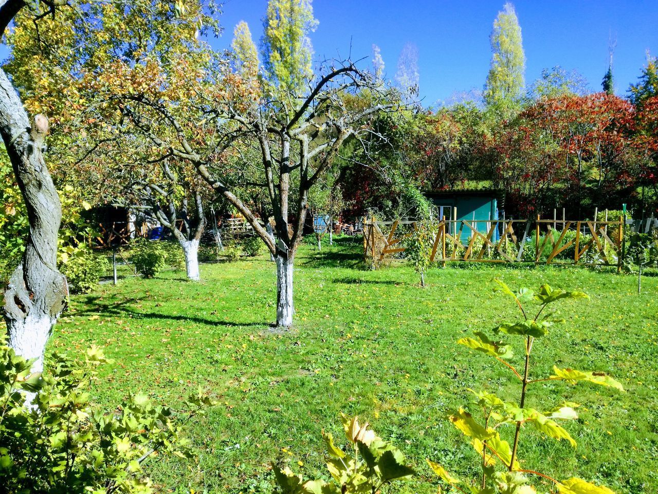 TREES ON FIELD IN PARK