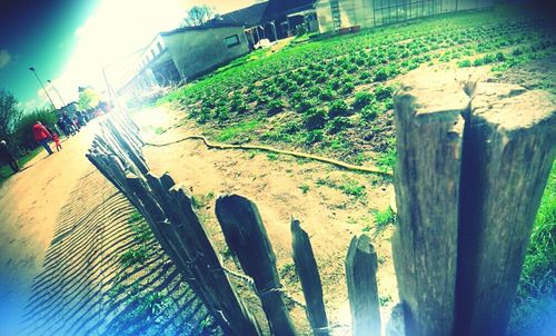 Plants growing in the dark