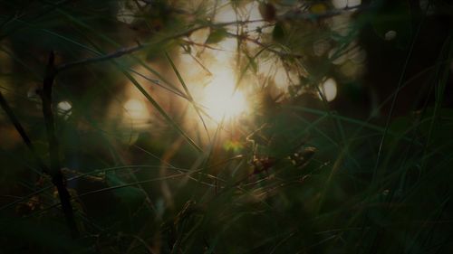 Close-up of fresh green plants in sunlight