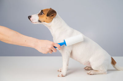 Side view of a dog over white background