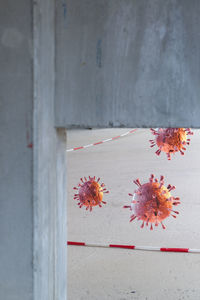 Close-up of white flowers against wall