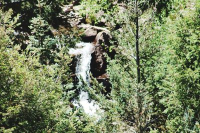 Plants and trees in forest