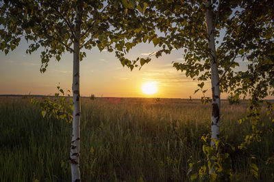 Scenic view of field against sky during sunset