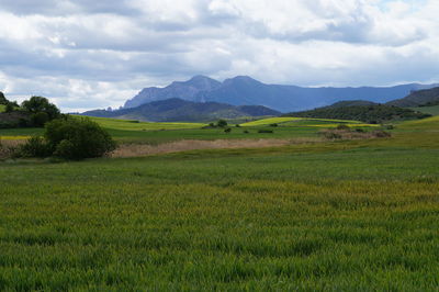 Scenic view of field against sky