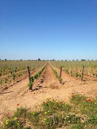 Vineyard against clear sky