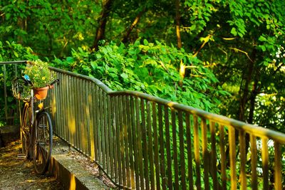 Plants growing by railing in forest