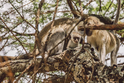 Low angle view of monkeys on tree