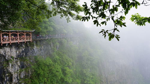 Trees in foggy weather