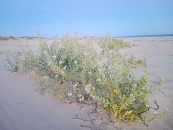 Scenic view of sea against clear sky