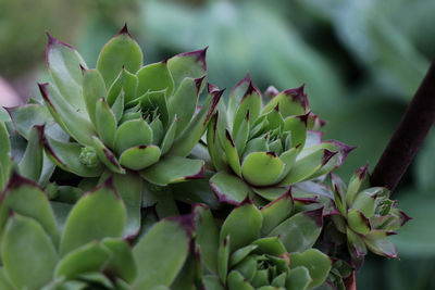 Close-up of succulent plant