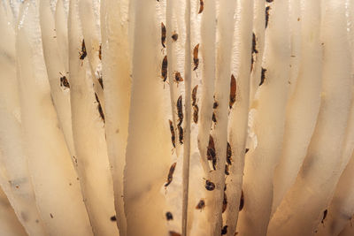 Full frame shot of wooden wall