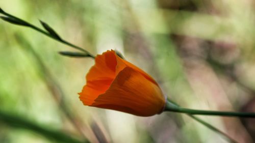 Close-up of flower against blurred background