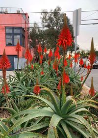 Close-up of red flowering plant against building