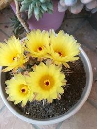 Close-up of yellow flower in pot