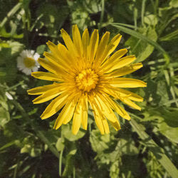 Close-up of yellow dandelion flower