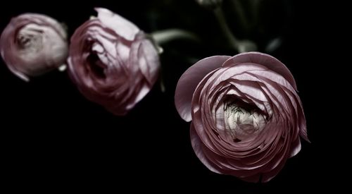 Close-up of wilted rose against black background