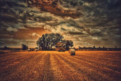 Trees on field against cloudy sky